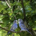 Couple of blue Australian parrots pair on a branch outdoor