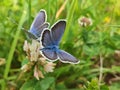 Couple of blue butterflies
