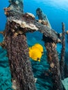 Couple of blue-cheeked butterflyfish at a wreck