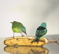 Couple Blue Dacnis Royalty Free Stock Photo
