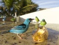 Couple Blue Dacnis Royalty Free Stock Photo