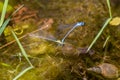 Couple of blue dragonflies mating and pairing for egg deposition in a garden pond in summer season shows tandem odonata