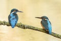 Couple of blue european kingfisher birds resting on a branch looking at each other