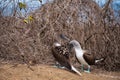 Couple of Blue-footed Booby, Isla de la Plata Plata Island, Ecuador, Ecuador Royalty Free Stock Photo