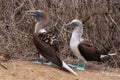 Couple of Blue-footed Booby, Isla de la Plata Plata Island, Ecuador, Ecuador Royalty Free Stock Photo