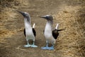 Couple of blue footed booby looking to their right in a funny way Royalty Free Stock Photo