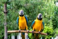 Couple of blue macaws Royalty Free Stock Photo