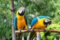 Couple of blue macaws Royalty Free Stock Photo