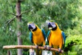 Couple of blue macaws Royalty Free Stock Photo