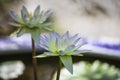 A couple of blue purple water lily under the sun Royalty Free Stock Photo