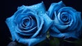 couple of blue rose closeup view with water drop on it generated by AI tool Royalty Free Stock Photo