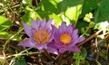 The couple of blue water lilies. Royalty Free Stock Photo