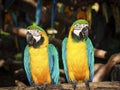 Couple blue-yellow macaw Royalty Free Stock Photo
