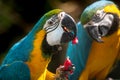 Couple of Blue and Yellow Macaws Royalty Free Stock Photo