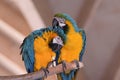Couple of blue-and-yellow macaws perched on a branch Royalty Free Stock Photo