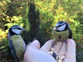 The couple of bluetits sitting on human palm.