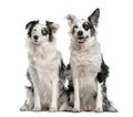 Couple of a Border Collie, isolated on white Royalty Free Stock Photo