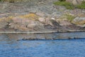 The couple in the bow and the duck family are in perfect harmony with each other in search of food in the archipelago