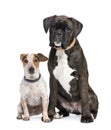 Couple of a Boxer and a crossbreed dog