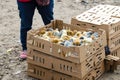 A couple of boxes and cardboards full of baby chicks for sale the animal market at Otavalo, Ecuador