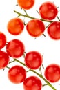 Couple of branches of tomatoes on a branch of cherry red mini vegetables close-up of a part of a colorful base