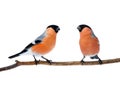 Couple of bright red birds bullfinches sitting on the branch i Royalty Free Stock Photo