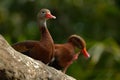 Couple of Brown birds Black-bellied Whistling-Duck, Dendrocygna autumnalis, blurred female in background, Costa Rica Royalty Free Stock Photo