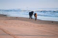 Couple of brown and black horses walking on a sandy beach on a sunny day Royalty Free Stock Photo