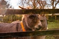 Couple of brown donkey behind wooden fence. Farm animals in a meadow enclosure. Warm sunny day. Beautiful domestic pets concept Royalty Free Stock Photo