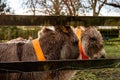 Couple of brown donkey behind wooden fence. Farm animals in a meadow enclosure. Warm sunny day. Beautiful domestic pets concept Royalty Free Stock Photo