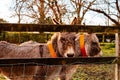 Couple of brown donkey behind wooden fence. Farm animals in a meadow enclosure. Warm sunny day. Beautiful domestic pets concept Royalty Free Stock Photo