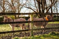 Couple of brown donkey behind wooden fence. Farm animals in a meadow enclosure. Warm sunny day. Beautiful domestic pets concept Royalty Free Stock Photo