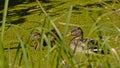 Couple of ducks in a pond - Anatidae