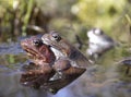 A couple of brown frogs is mating in spring puddle Royalty Free Stock Photo