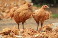 Couple brown hens on mound