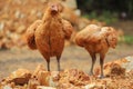 Couple brown hens on mound