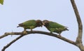 Couple of Brown-hooded Parrots (Pyrilia haematotis) Royalty Free Stock Photo