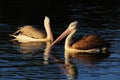 Couple brown pelican