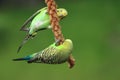 Couple of budgerigars Royalty Free Stock Photo