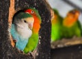 Couple of budgerigars Royalty Free Stock Photo