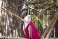 A couple of budgies are kissing