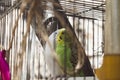 A couple of budgies are kissing