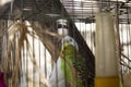 A couple of budgies are kissing Royalty Free Stock Photo