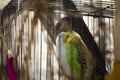 A couple of budgies are kissing Royalty Free Stock Photo