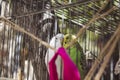 A couple of budgies are kissing