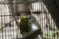 A couple of budgies are kissing