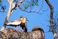 A couple of Buff Necked Ibis, Theristicus Caudatus,standing on a branch in Pantanal, Porto Jofre, Brazil, South America