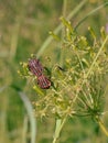 Shield bugs mating