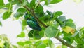 Couple buprestis beetle breeding together on the branch tree