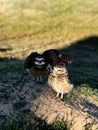 Couple of Burrowing Owls in Balneario barra do Sul
